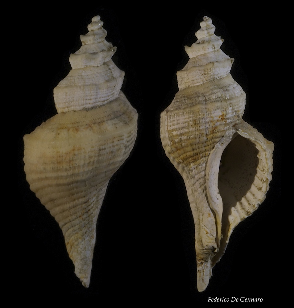 Heteropurpura polymorpha?